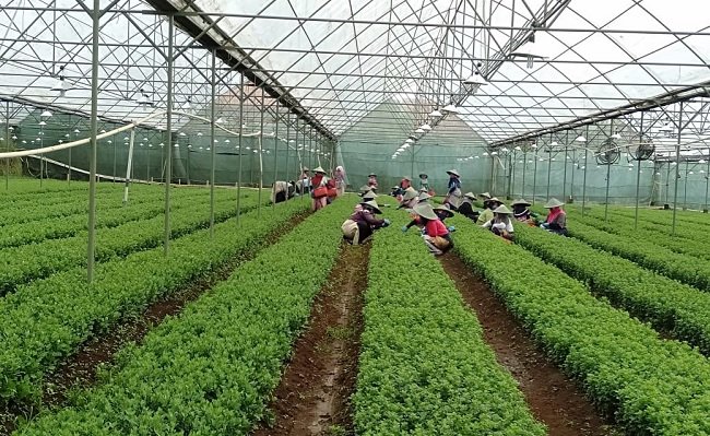 BPS, Sektor Pertanian Tumbuh 2,15% di Kuartal ke III Dibanding Tahun Lalu