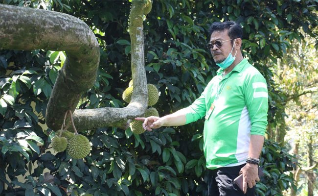 Durian Production Gets Better Nationally - Indonesia Could be the Main Producer