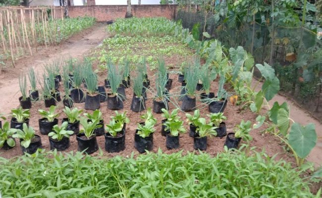 Family Farming Helps to Solve the Vulnerable Food Security in Papua