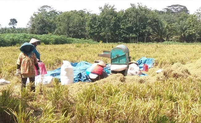 Korporasi dan Food Estate Untuk Penguatan Daya Saing Tanaman Pangan