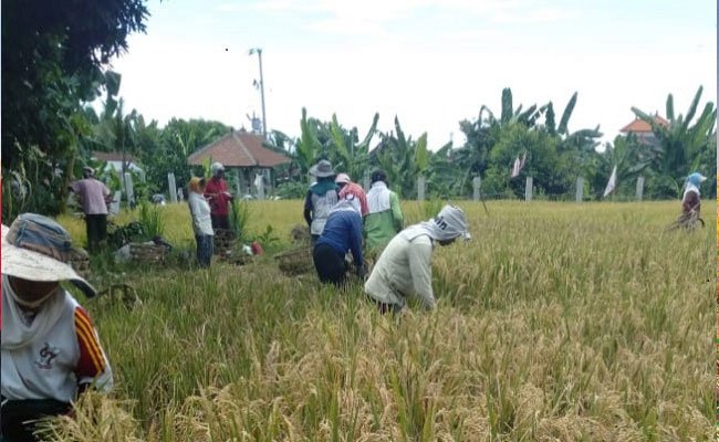 Ministry of Agriculture Monitors the First Planting Acceleration - 2021