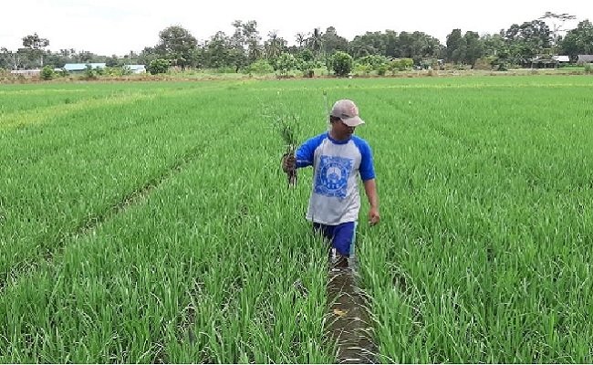 Soal Pangan, Mentan Minta Sinergi Antar Pemerintah Daerah Diperkuat