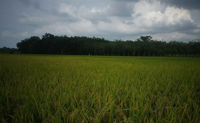 The Rice Stock by the end of 2020 is in Control