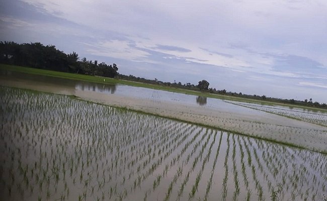 Antisipasi La Nina, Kementan Himbau Petani Pakai Varietas Padi Tahan Genangan