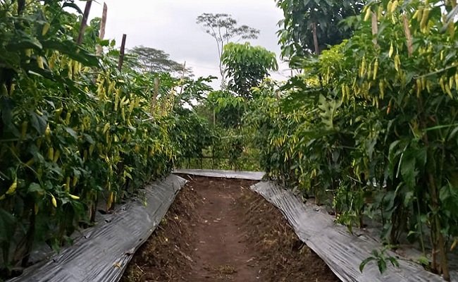 Strategi Kementan Hadapi Perubahan Iklim Untuk Subsektor Hortikultura