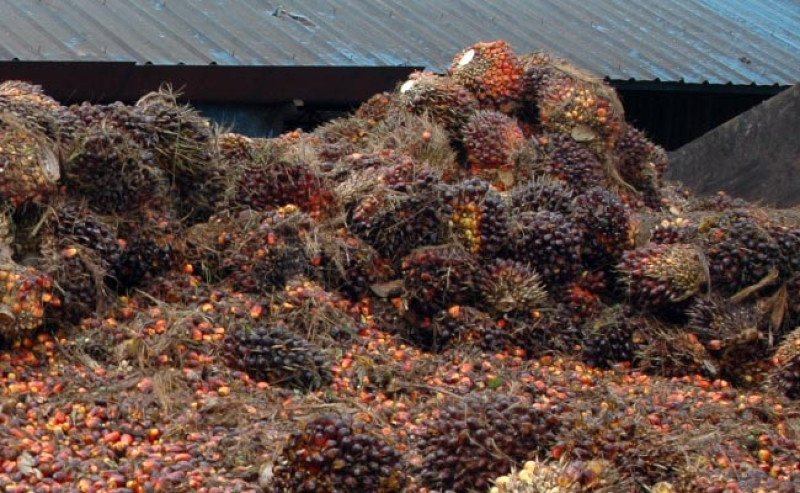 Harga TBS Sawit Petani Plasma Riau Naik Rp 173,42 di Periode 6-12 November 2024