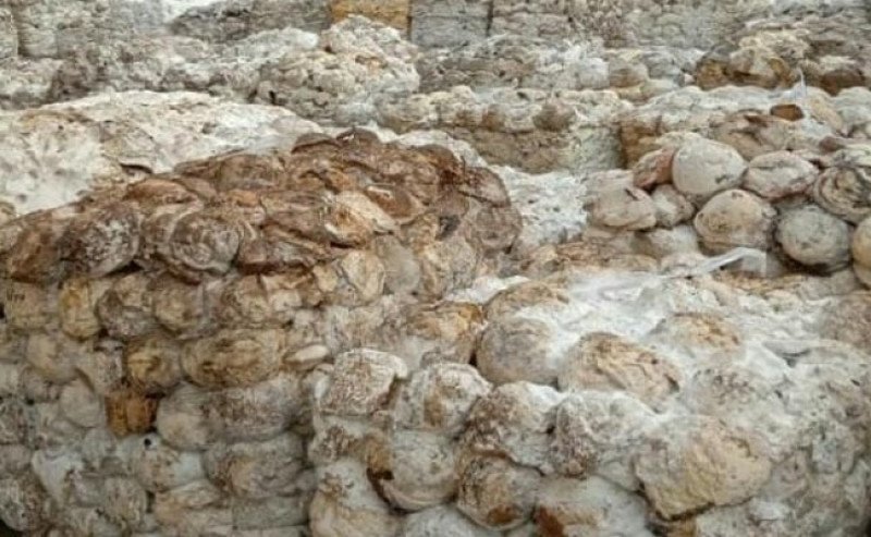 Harga Karet di SGX Sicom Naik Rp 583 pada Kamis 21 November 2024