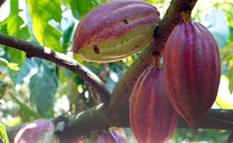 Petani Muda Genggelang Bangkitkan Kakao Lombok Utara Lewat Inovasi Penyerbukan Buatan