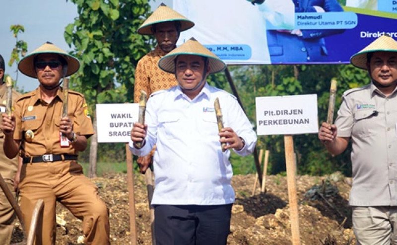 Kementan Genjot Swasembada Gula Lewat Tanam Perdana Bongkar Ratoon di Sragen