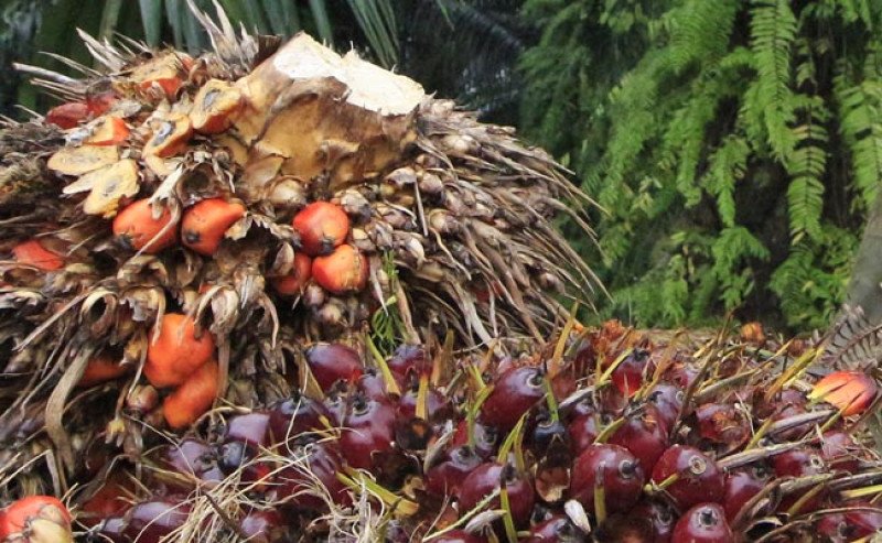 Harga TBS Sawit Jambi Awal November 2025 Terkoreksi Turun Rp 39,71 per Kg