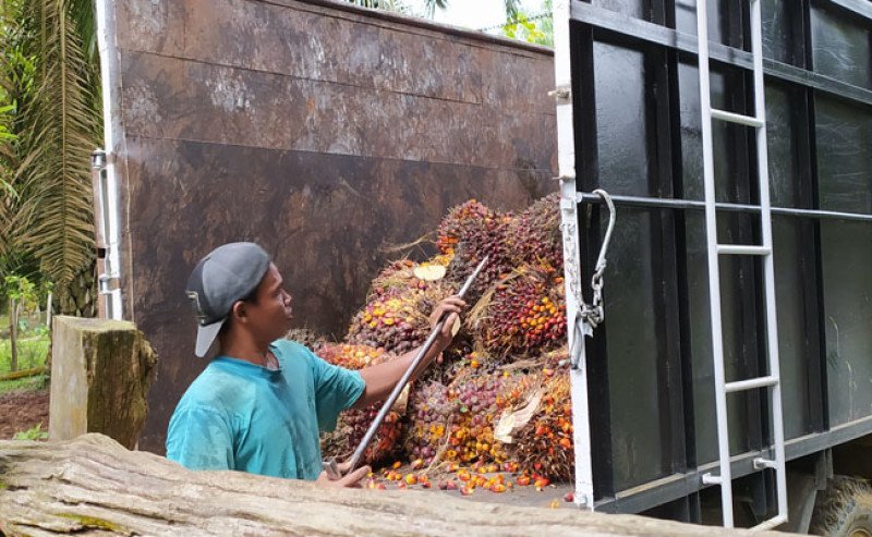 Harga Sawit Kalimantan Tengah Akhir Oktober 2025 Turun, Tetap Stabil di Atas IDR 3.500 per Kg