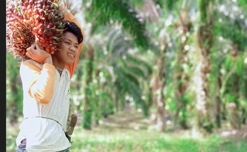 Harga TBS Sawit Kaltara Awal November 2025 Capai IDR 3.278,57 per Kg