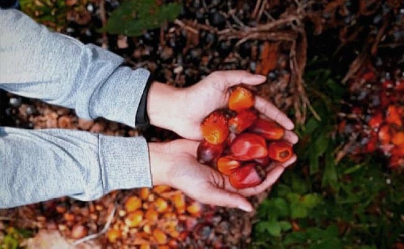 Hackathon Sawit Nasional 2025: Anak Muda Jadi Motor Inovasi Digital Industri Sawit