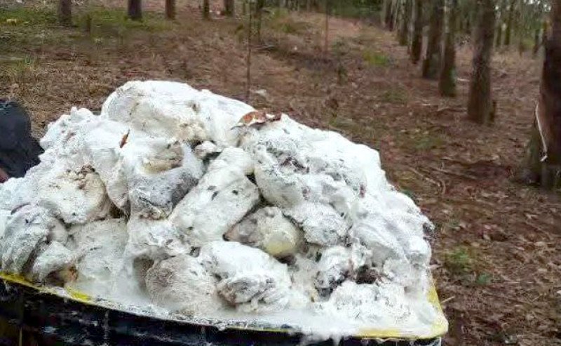 Harga Karet SGX Sicom Jumat (14/11), Naik jadi Rp 28.801 per Kg