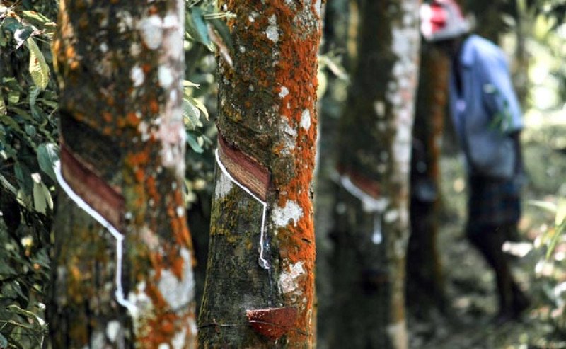 Harga Karet SGX Sicom Masih Melemah pada Senin (24/11), Tertinggi Rp 28.496 per Kg