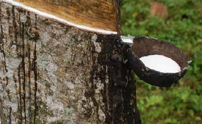 Berikut 7 Faktor Penentu Harga Karet Dunia