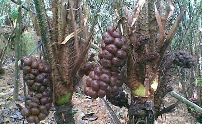 Populer di Luar Negeri, Kementan Pacu Peremajaan Tanaman Salak Sleman