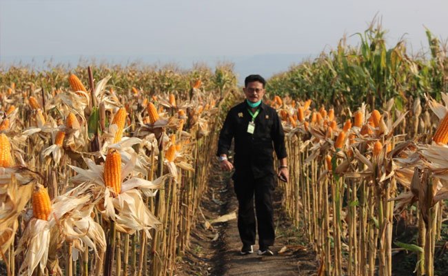 Implementing the Farmers’ Corporate, Nagreg is the Corn Center in West Java; Money Circulation up to Rp 17 Billion