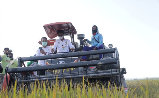 Panen Padi di Konawe Selatan, Mentan SYL: Jadilah Pejuang Pertanian