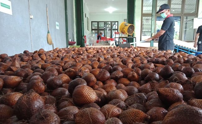 Salak Pondoh of Sleman is Exported in Covid-19 Pandemic