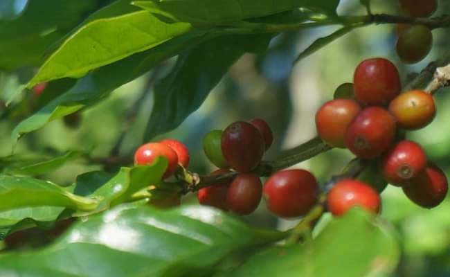 The Millennial Farmers Successful in Coffee