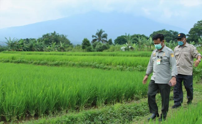 Tingkatkan Produksi Padi, Kementan Kenalkan Konsep IP400 dan Integrated Farming