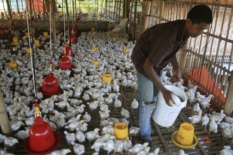Harga Anjlok, Peternak Ayam Demo Istana Ingin Ketemu Jokowi