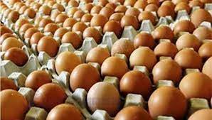 Kementan Gerakkan Solidaritas Membeli dan Konsumsi Telur Ayam Ras dari Peternak