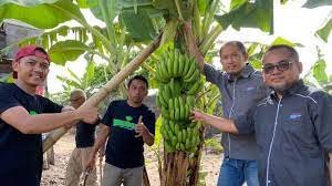 Kerja Sama Berdikari dan Petani, Pisang Sidrap Masuk Pasar Ibu Kota