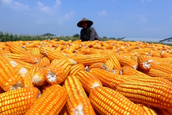 Panen Masih Berlangsung, Grobogan Siap Penuhi Kuota Jagung 30 Ribu Ton