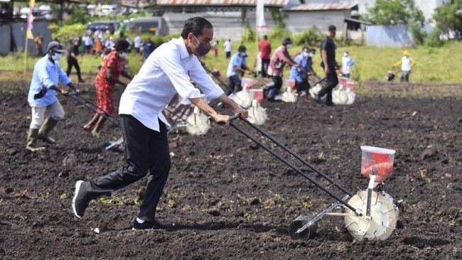 Tanam Jagung di Sorong, Jokowi Ajak Petani Milenial Jadi Penggerak Pertanian