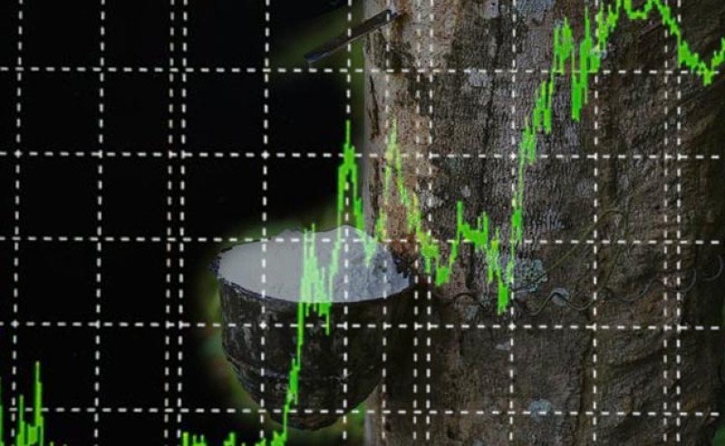 Harga Karet Kering Sicom Turun Rp 249 pada Rabu 2 Oktober 2024