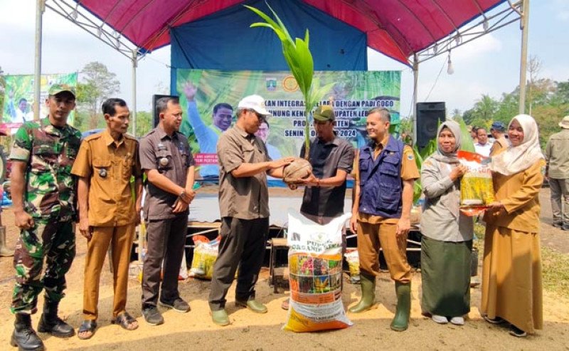 Tumpang Sisip Kelapa dengan Padi Gogo, Kementan: Solusi Strategis Tambah Pendapatan Petani