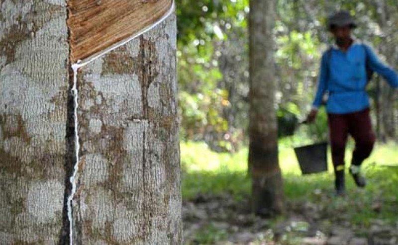 Harga Karet di SGX Sicom Naik Rp 68 pada Selasa 15 Oktober 2024