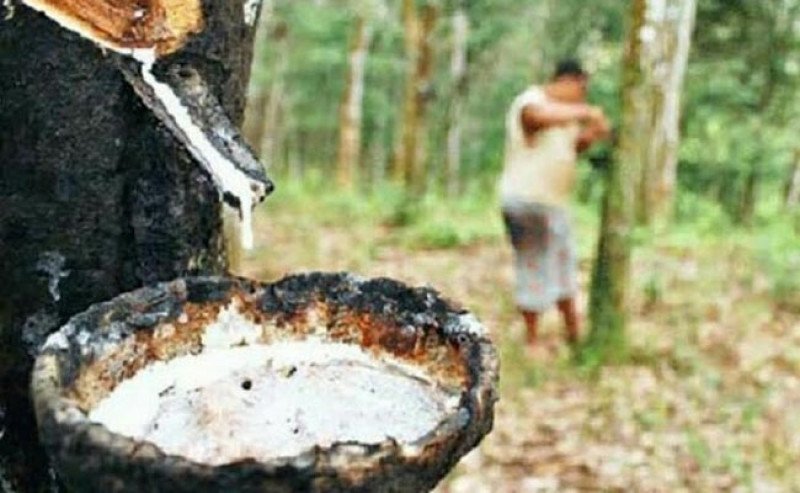 Harga Karet di SGX Sicom Naik Rp 382 pada Senin 21 Oktober 2024