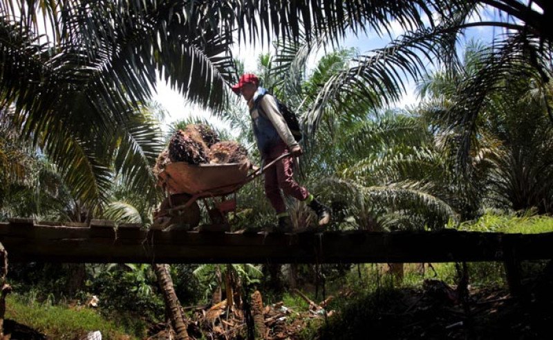 Harga TBS Petani Swadaya Riau Periode 23-29 Oktober 2024; TBS Umur 9 Tahun Capai Rp 3.332,71/kg