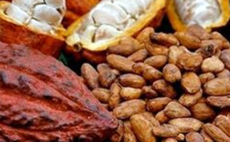 Harga Referensi Biji Kakao Periode Oktober 2025 Turun Tajam, Bea Keluar Tetap 15%