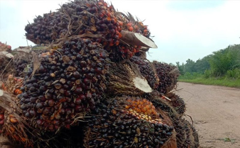 Harga TBS Sawit Kalbar Akhir September Naik Tipis Rp22,78/kg