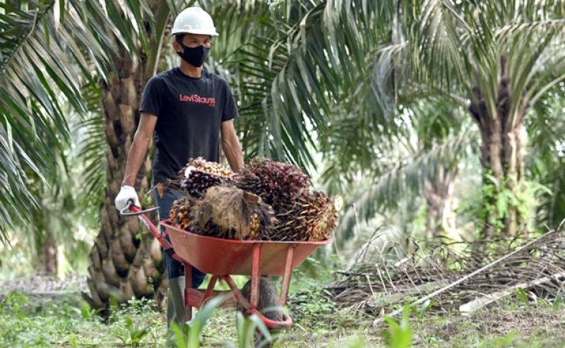 Harga TBS Sawit Jambi Periode 3–9 Oktober 2025 Tertinggi Rp 3.659 per Kg