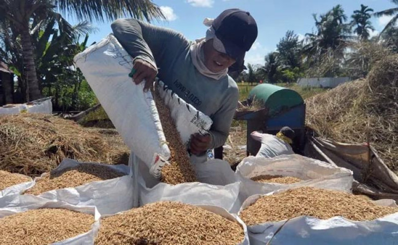 Hapus Rafaksi Gabah: Petani Untung, Bulog Bingung ?