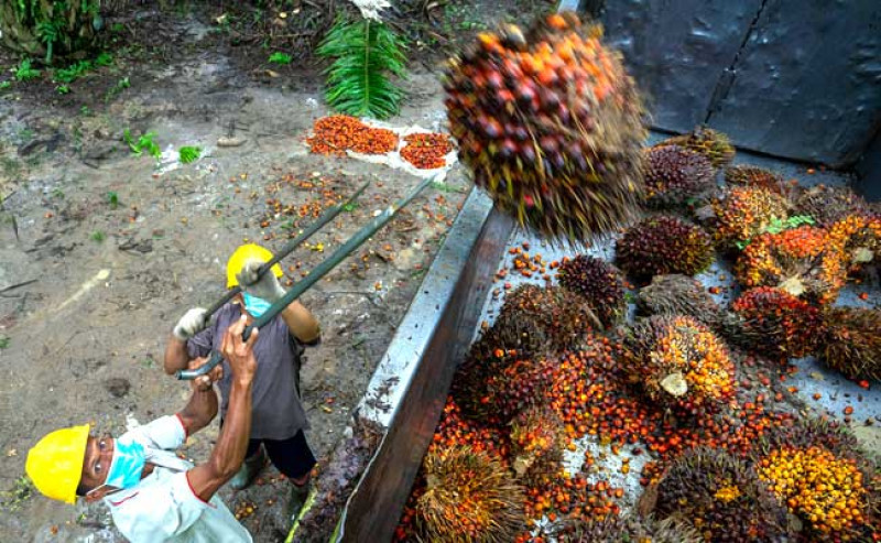 Harga TBS Sawit Sumut Periode 8–14 Oktober 2025 Naik Tipis, Tertinggi Rp3.665,17 per Kg