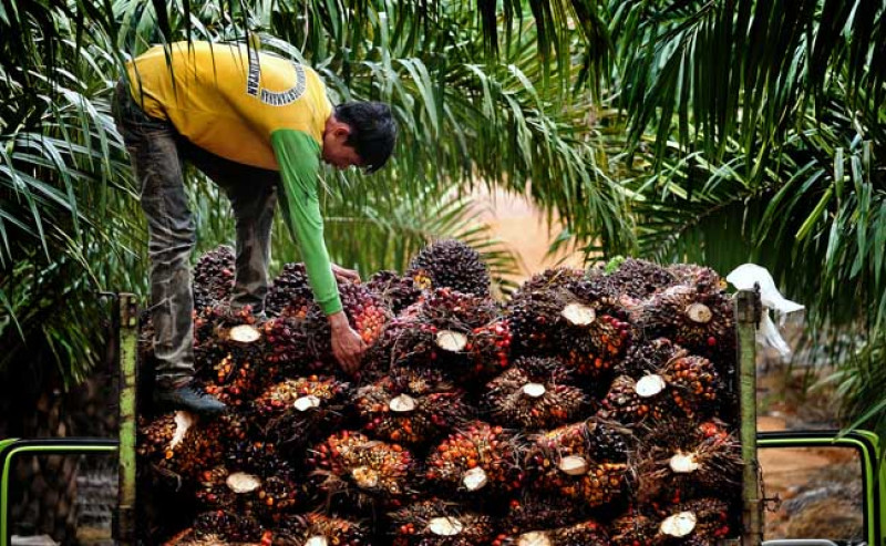 Harga TBS Sawit Kalbar Awal Oktober 2025 Turun Rp25,9 per Kg