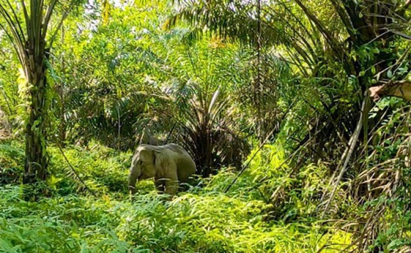 PalmCo Tegaskan Komitmen Sawit Berkelanjutan: Lindungi Alam, Lestarikan Satwa Langka