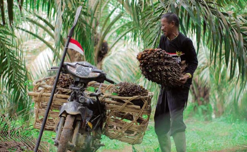 Harga TBS Sawit Swadaya Riau Naik Jadi Rp 3.698 per Kg di Periode 15–21 Oktober 2025