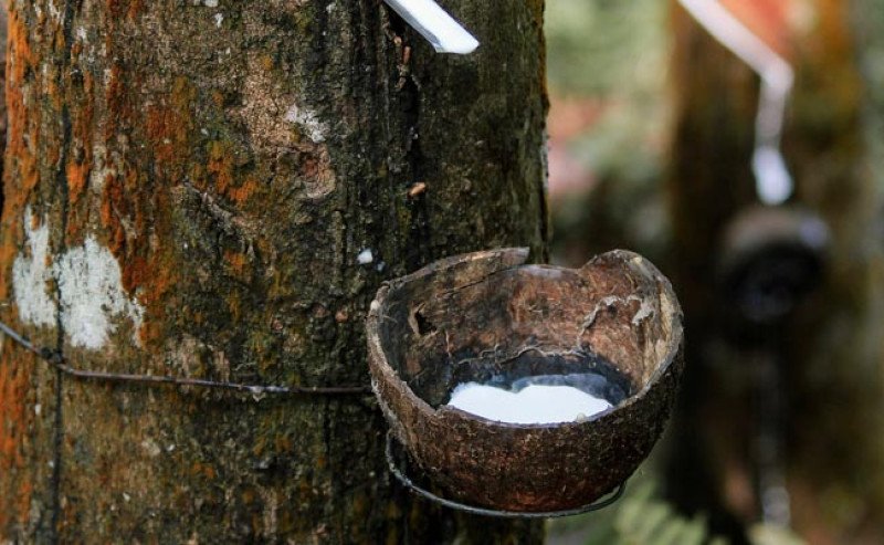 Harga Karet SGX SICOM Senin (20/10) Turun Rp181/Kg