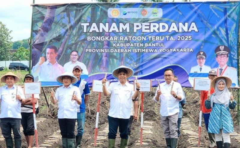 Kementan Genjot Swasembada Gula Lewat Bongkar Ratoon, Kembalikan Kejayaan Tebu di Bantul