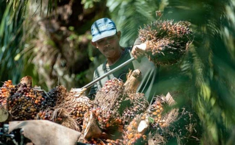 Harga TBS Sawit Sumut Masih Naik Tipis pada Periode 22–28 Oktober 2025