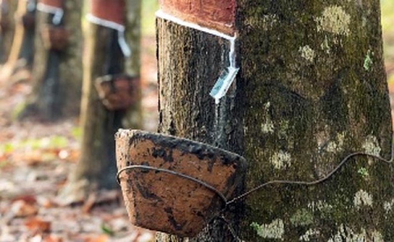 Harga Karet SGX SICOM Naik Tipis ke Rp28.854 per Kg pada Selasa (28/10)