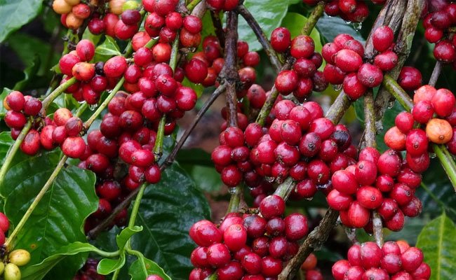 Mendongkrak Hilirisasi Kopi Indonesia