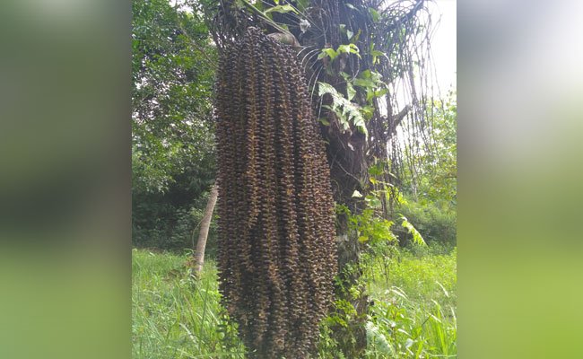 Potensi Aren di Sumatera Selatan Bisa Produksi 297 ton Gula Merah